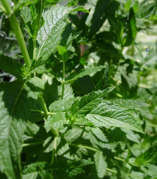 Mentha piperita Piparmünt